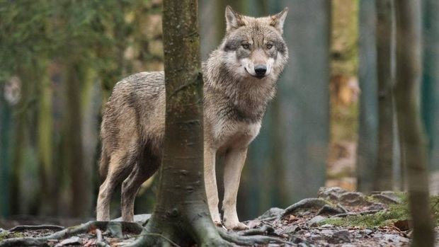wolf